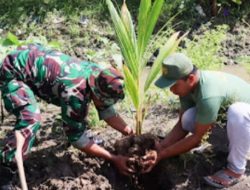 Sinergitas TNI di Bojonegoro bersama Masyarakat Tanam Ratusan Pohon Kelapa Genjah