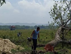 Bangun JUT, Sekdes Talok; Penebangan Pohon Untuk Pelebaran Halaman Sendang dan Musyawarah