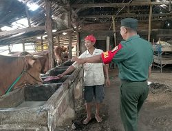 Babinsa Inginkan Peternak Sapi Binaan, Penuhi Permintaan Kebutuhan Hewan Sapi Qurban di Pasaran