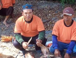 Panitia Kurban Masjid Baiturrahman Desa Sarirejo Balen Sembelih 4 ekor Sapi dan 2 ekor kambing .