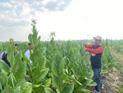 Dapat Bantuan Benih dan Pupuk dari Pemkab Bojonegoro, Petani Tembakau Sumringah Panen Bagus