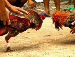 Bebebasnya Perjudian Sabung Ayam Di Gedangan Malang