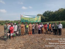Kapolsek Babat Bersama Forkopimcam Hadiri Tanam Jagung Serentak di Desa Patihan Kecamatan Babat
