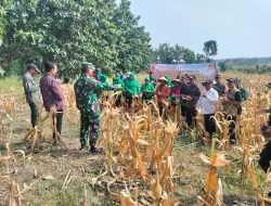 Dukung Pemerintah wujudkan Ketahanan Pangan Sebagai Pilar Perekonomian Bangsa, Ini yang Dilakukan koramil Jajaran Kodim 0812/Lamongan