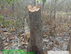 Seorang Mandor Hutan Dianiaya Kawanan Pencuri kayu .