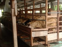 Virus PMK Marak Di Sukosewu,Camat Sukosewu Segera Gelar Sosialisasi