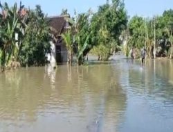 Akibat Diguyur Hujan Luwapan Begawan Solo Kini Rendam Desa Patihan Widang Tuban