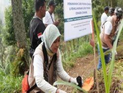 PLN Jatim jaga ekosistem TNBTS dengan tanam 3.000 pohon cemara