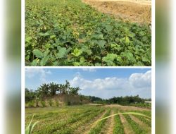 Warga Antusias Dengan Adanya Pemerataan Lahan Sawah Di Soko Tuban !!!