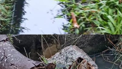 Warga Rahayu Kab. Tuban Resahkan Dugaan Adanya Kebocoran Limbah Dari PT. PHE Ke Lahan Pertanian Warga