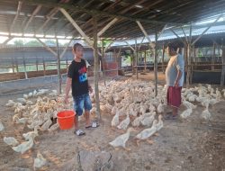 Dari Mobil Jadi Kandang, Agus Purnomo Sukses Jadi Peternak Bebek 